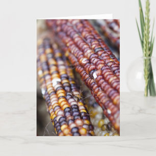 Cartão Indian Corn at the Union Square Greenmarket, New Y