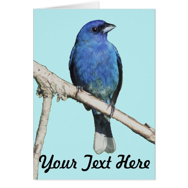 Cartão Indigo Bunting (Frente)