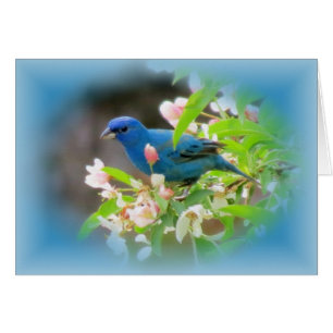 Cartão Indigo Bunting Blues