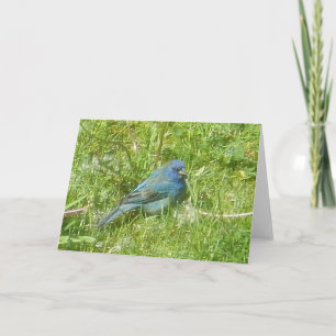 Cartão Indigo Bunting Card