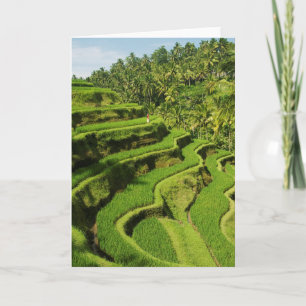 Cartão Indonesia, Bali   Rice Paddies