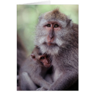 Cartão Indonésia, Bali, Ubud, Macaco-de-cauda-longa