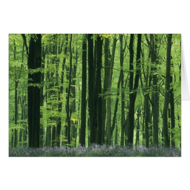 Cartão Inglaterra, Floresta de faia e bluebells (Frente Horizontal)