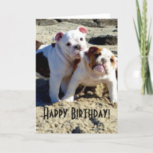 Cartão Inglês Bulls Puppy Love Aniversário
