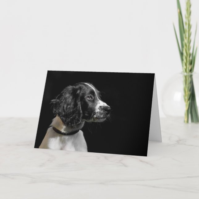 Cartão Inglês Springer Spaniel (Frente)