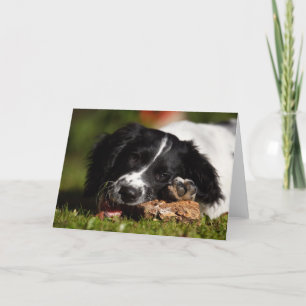 Cartão Inglês Springer Spaniel