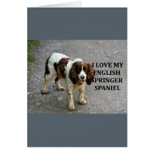Cartão inglês springer spaniel lw love w picch