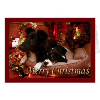 Cartão Inglês Springer Spaniel, Springer Spaniel, espanho