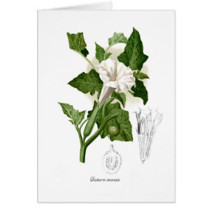 Cartão Inoxia do estramónio