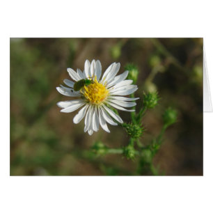 Cartão Insetar na Flor