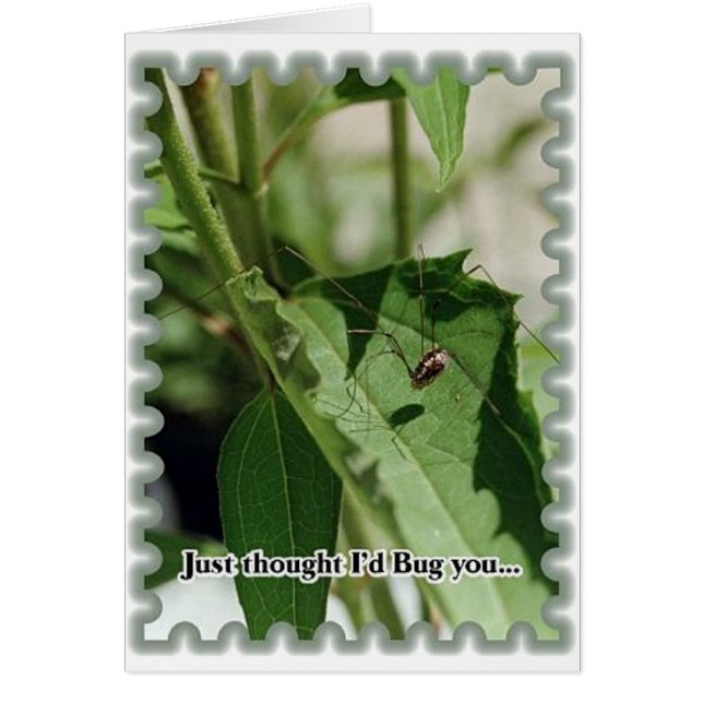 Cartão Inseto (Frente)