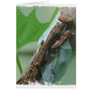 Cartão Inseto da louva-a-deus Praying