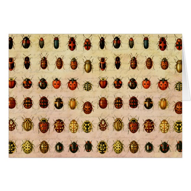 Cartão Inseto do Inseto Ladybug Ladybird Beetle (Frente Horizontal)