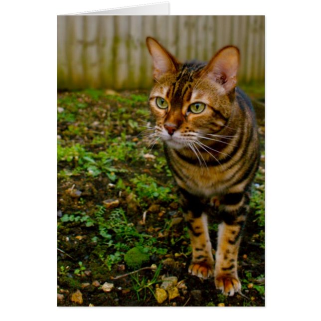 Cartão Inseto Hunter (Frente)