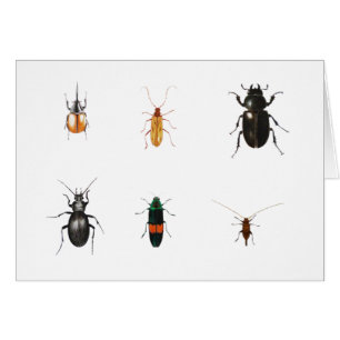 Cartão Insetos 2011