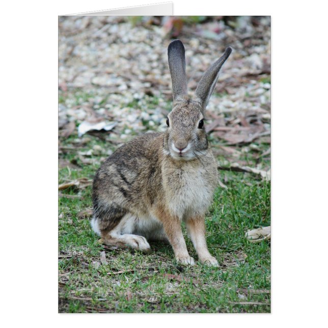 Cartão Insetos Bunny (Frente)
