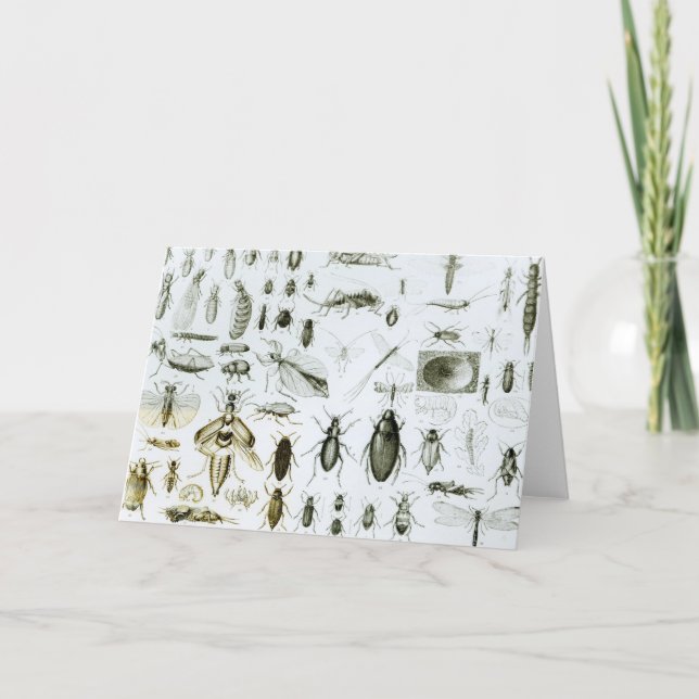 Cartão Insetos de Entomologia (Frente)