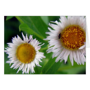 Cartão Insetos e Flores Brancas