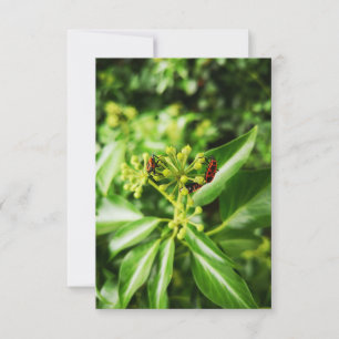 Cartão insetos em verde