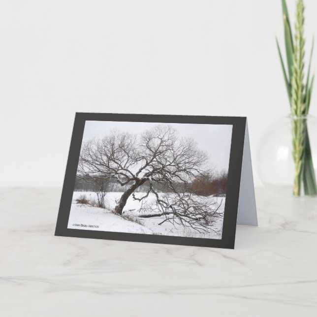 Cartão Inverno da senhora Salgueiro (Frente)