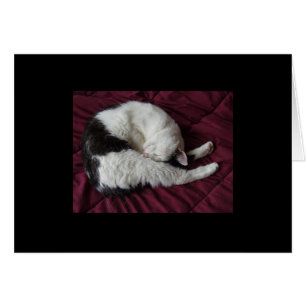 Cartão Ioga do gatinho