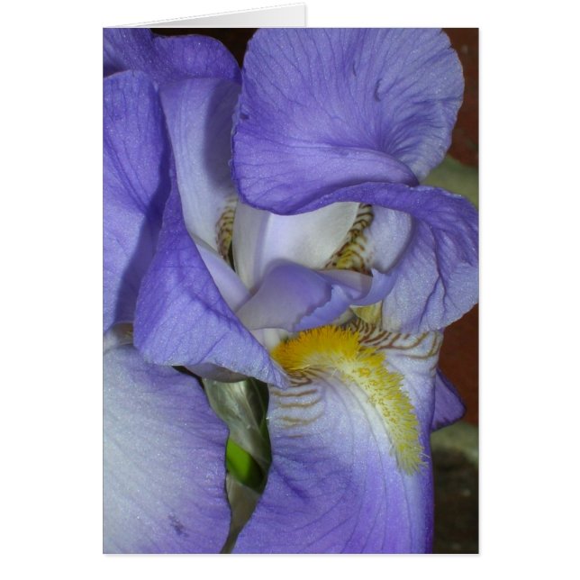 Cartão Íris (Frente)