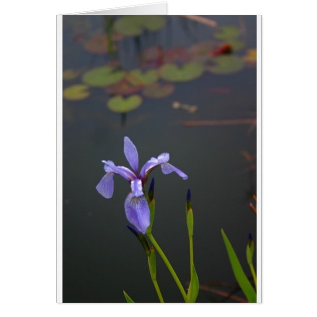 Cartão Iris (Frente)