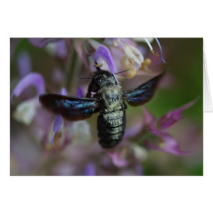 Cartão Íris do Xylocopa