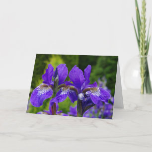Cartão Iris sibirica fotografia floral