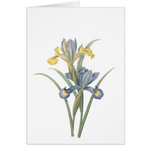 Cartão Íris Xiphium