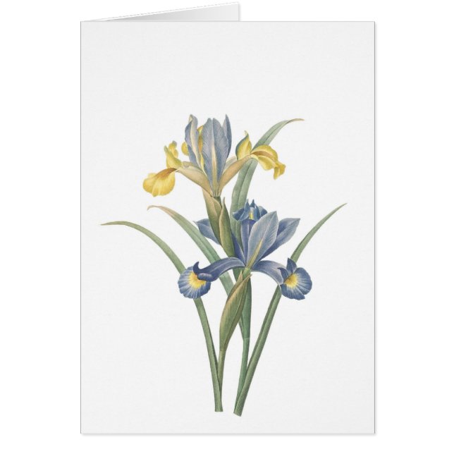 Cartão Íris Xiphium (Frente)