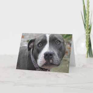 Cartão Irish Blue Staffordshire Terrier Dog Birthday Card