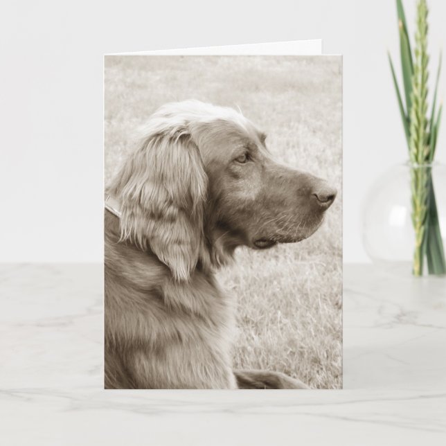 Cartão Irish Setter (Frente)