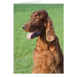 Cartão Irish Setter