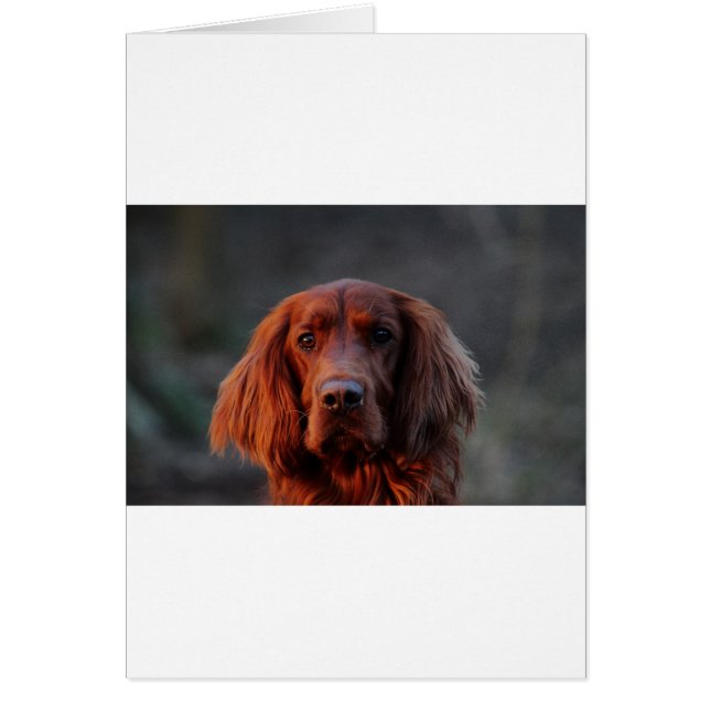 Cartão Irish Setter (Frente)