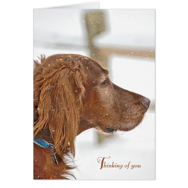 Cartão Irish Setter pensando em você (Frente)