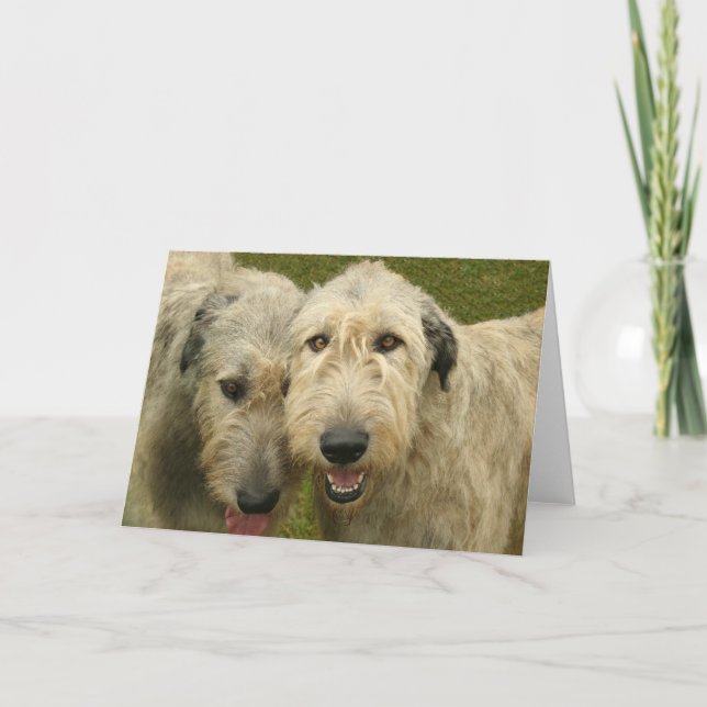 Cartão Irish Wolfhounds (Frente)