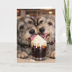 Cartão Irish Wolfhounds de aniversário lambendo Root Beer