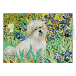 Cartão Irisis - Coton de Tulear 7