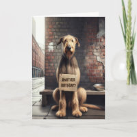 Irlandês Wolfhound Birthday Humor