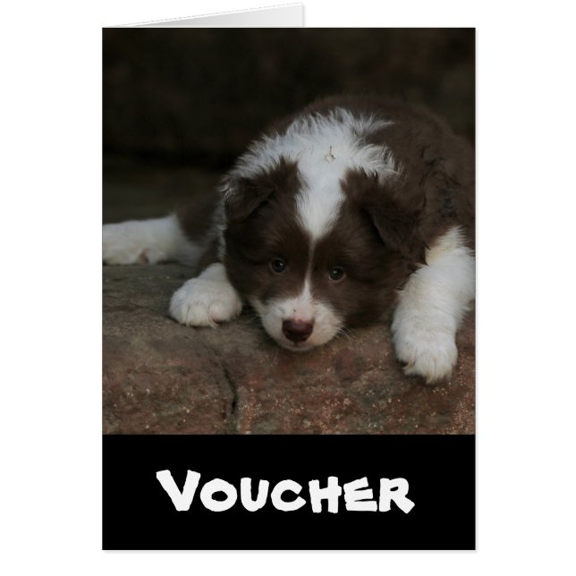 Cartão IslandêsSheepdog_20171201_by_JAMFoto (Frente)