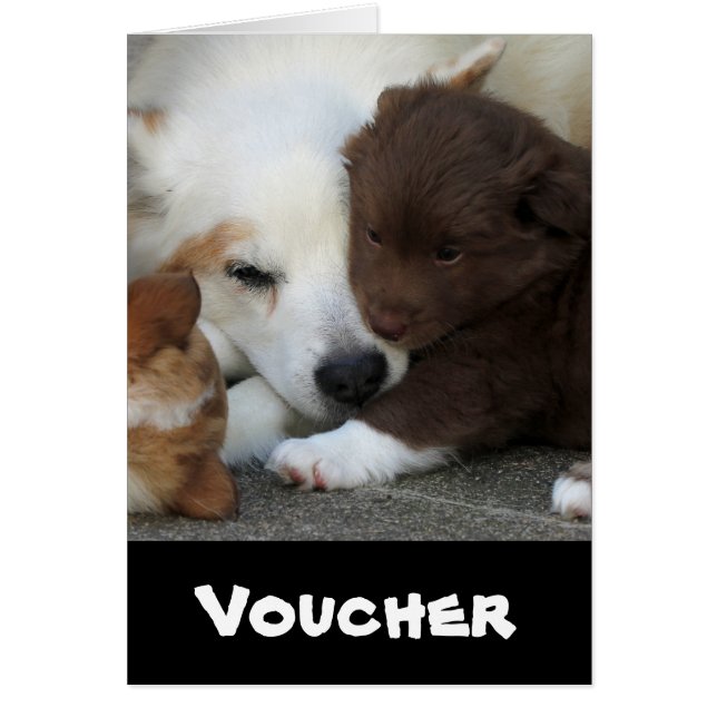 Cartão IslandêsSheepdog_20171203_by_JAMFoto (Frente)