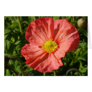 Cartão Islândia Poppy
