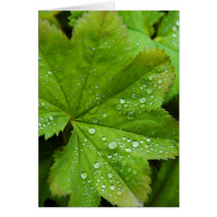 Cartão Islândia. Região Sul. Galos