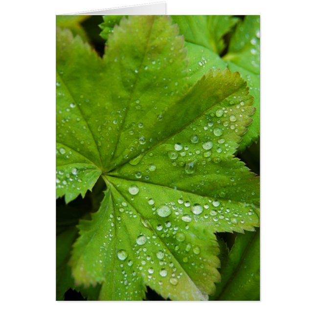 Cartão Islândia. Região Sul. Gullfoss (Frente)