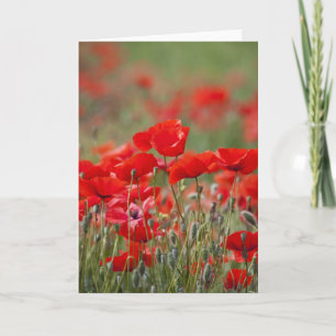 Cartão Italy, Tuscany, Mass of Summer Poppies in