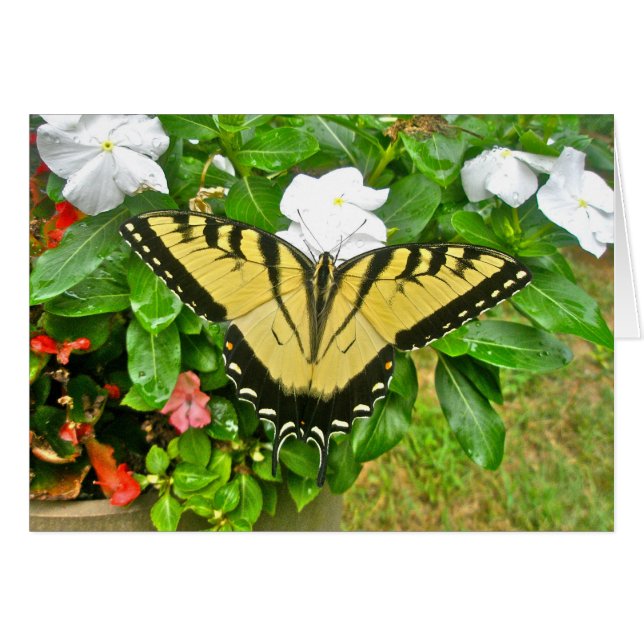 Cartão Itens da Borboleta Swallowtail de Casamento (Frente Horizontal)