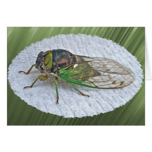 Cartão Itens de Coordenação Anual da Cicada