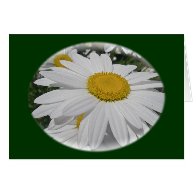Cartão Itens Florais De Oxeye Daisy Wildflower (Frente Horizontal)