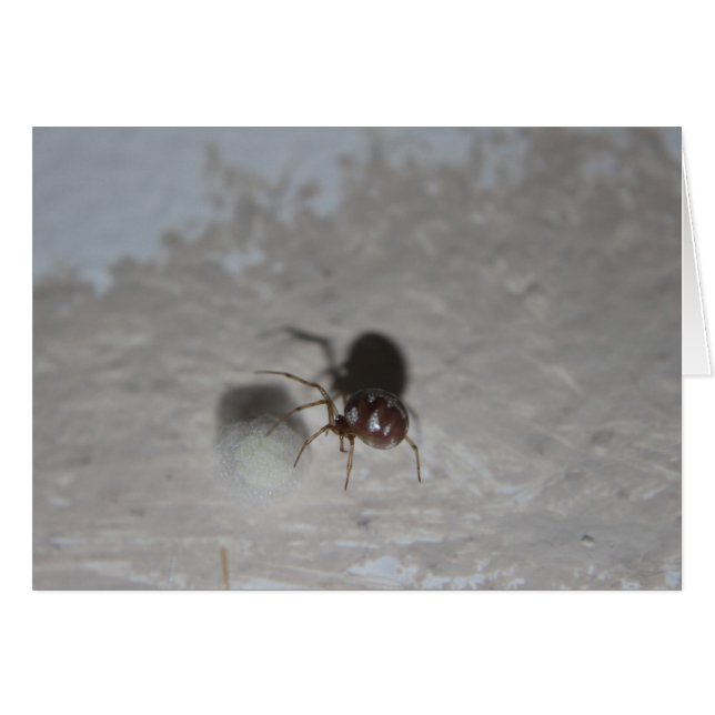 Cartão Itsy Bitsy Spider #2 (Frente Horizontal)